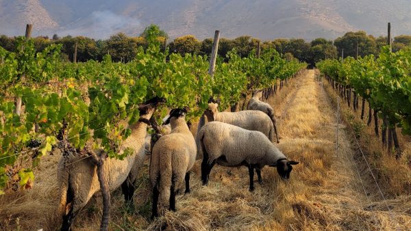 Aconcagua Farms
