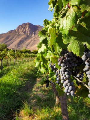Aconcagua Farms cepa Carmenere